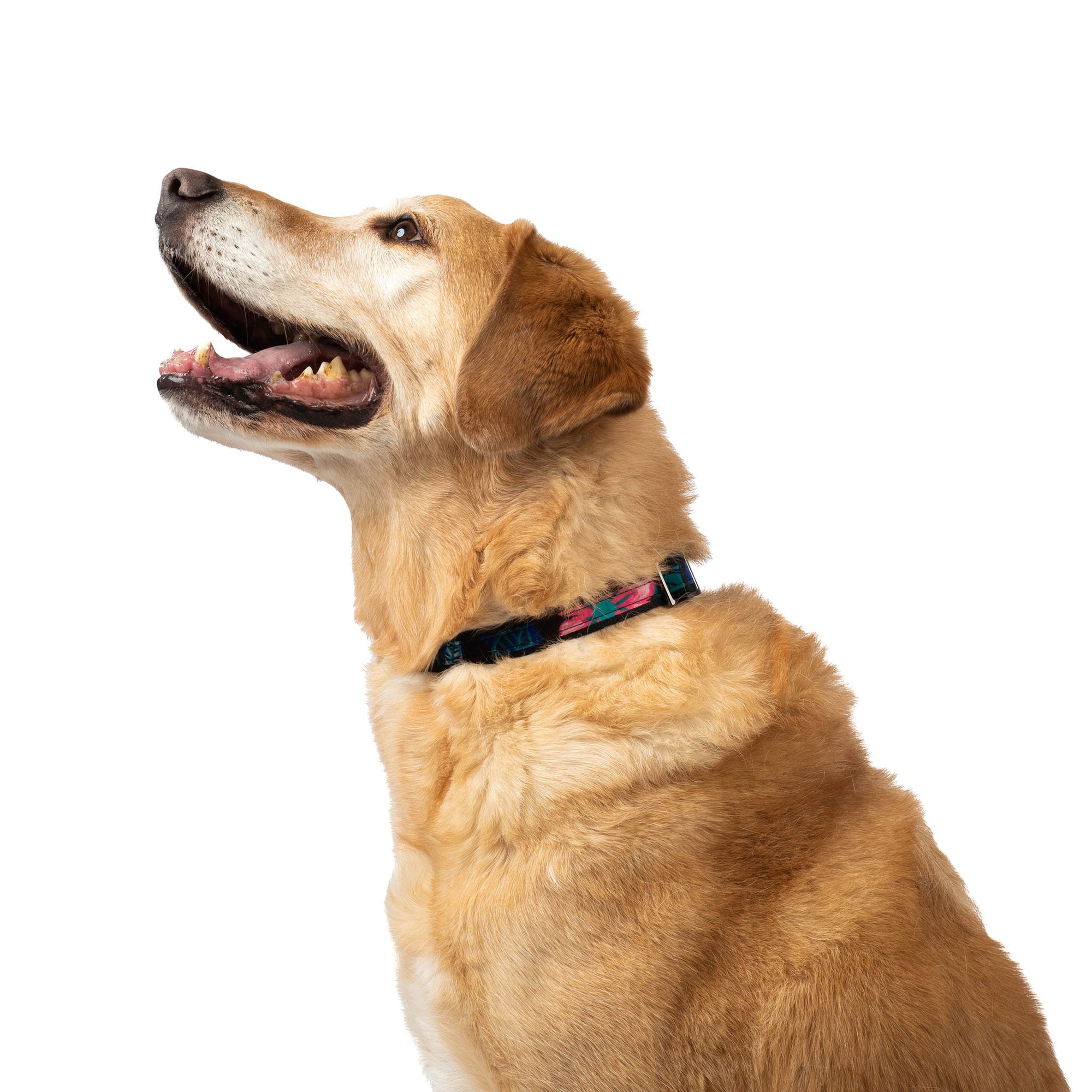 Fetch Pet Collar and Leash Set - - Fetch_PetCollar_LeashSet_Lifestyle_01