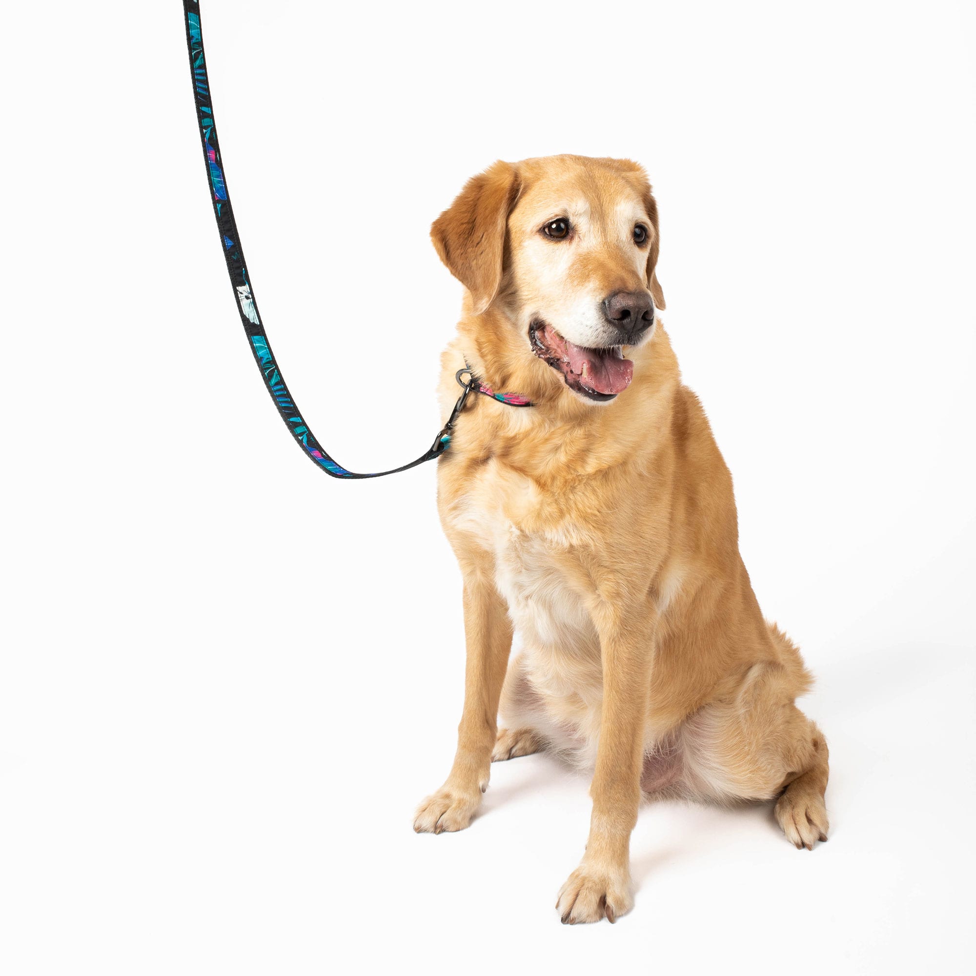 Fetch Pet Collar and Leash Set - - Fetch_PetCollar_LeashSet_Lifestyle_02