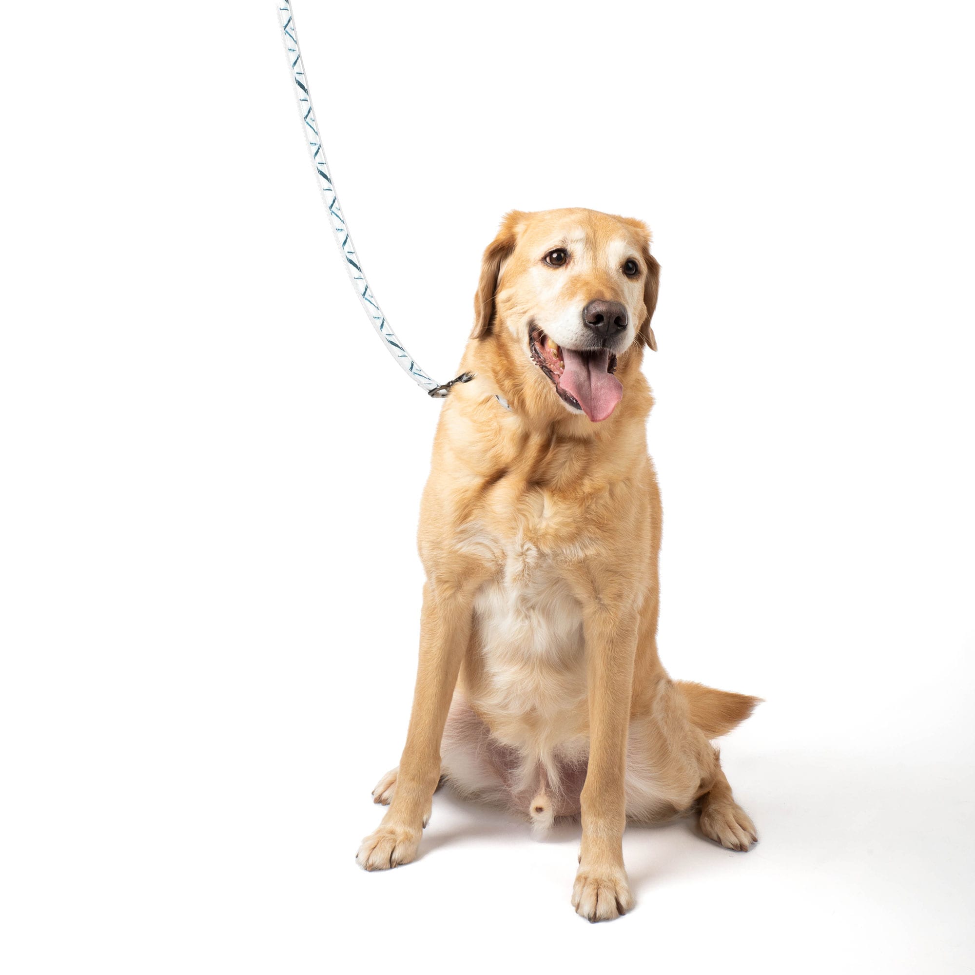 Fetch Pet Collar and Leash Set - - Fetch_PetCollar_LeashSet_Lifestyle_03