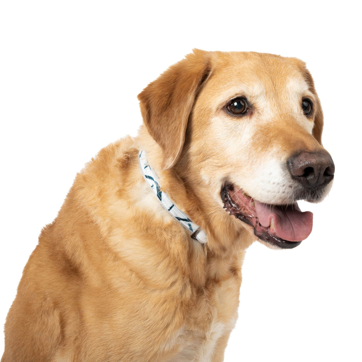 Puppy collar store leash